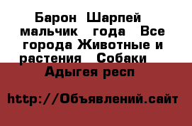 Барон (Шарпей), мальчик 3 года - Все города Животные и растения » Собаки   . Адыгея респ.